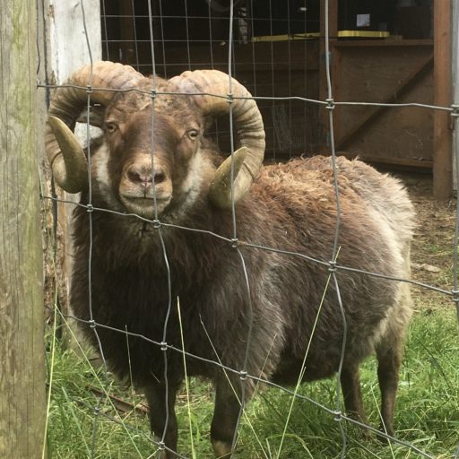 Rams for Sale