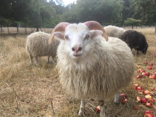 Lambs for Sale